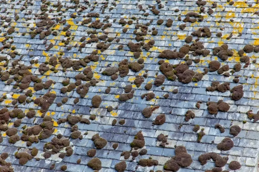 Routine Roof Cleaning Needed For roof covered in moss